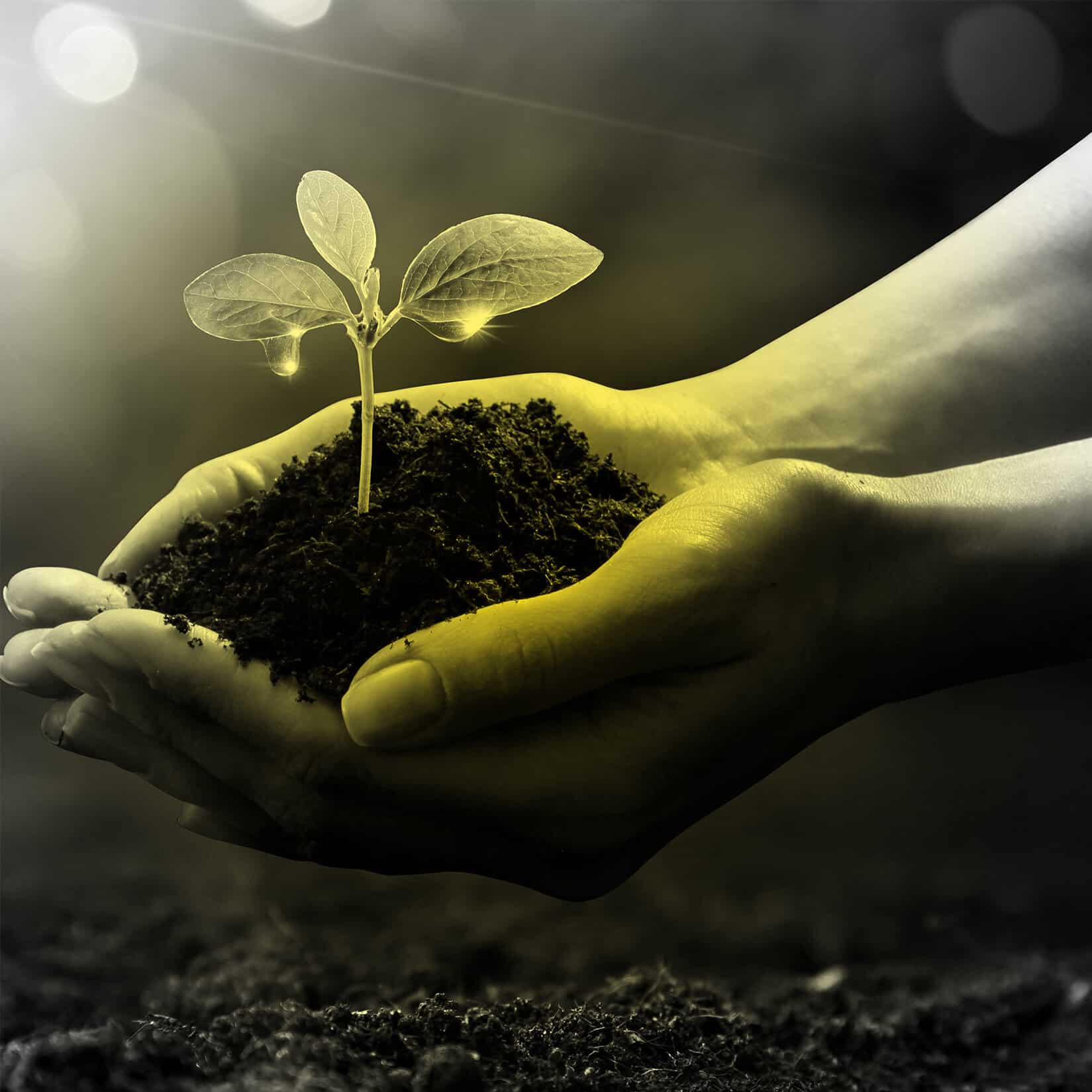 Hands holding pile of dirt with plant sprouting out of palms