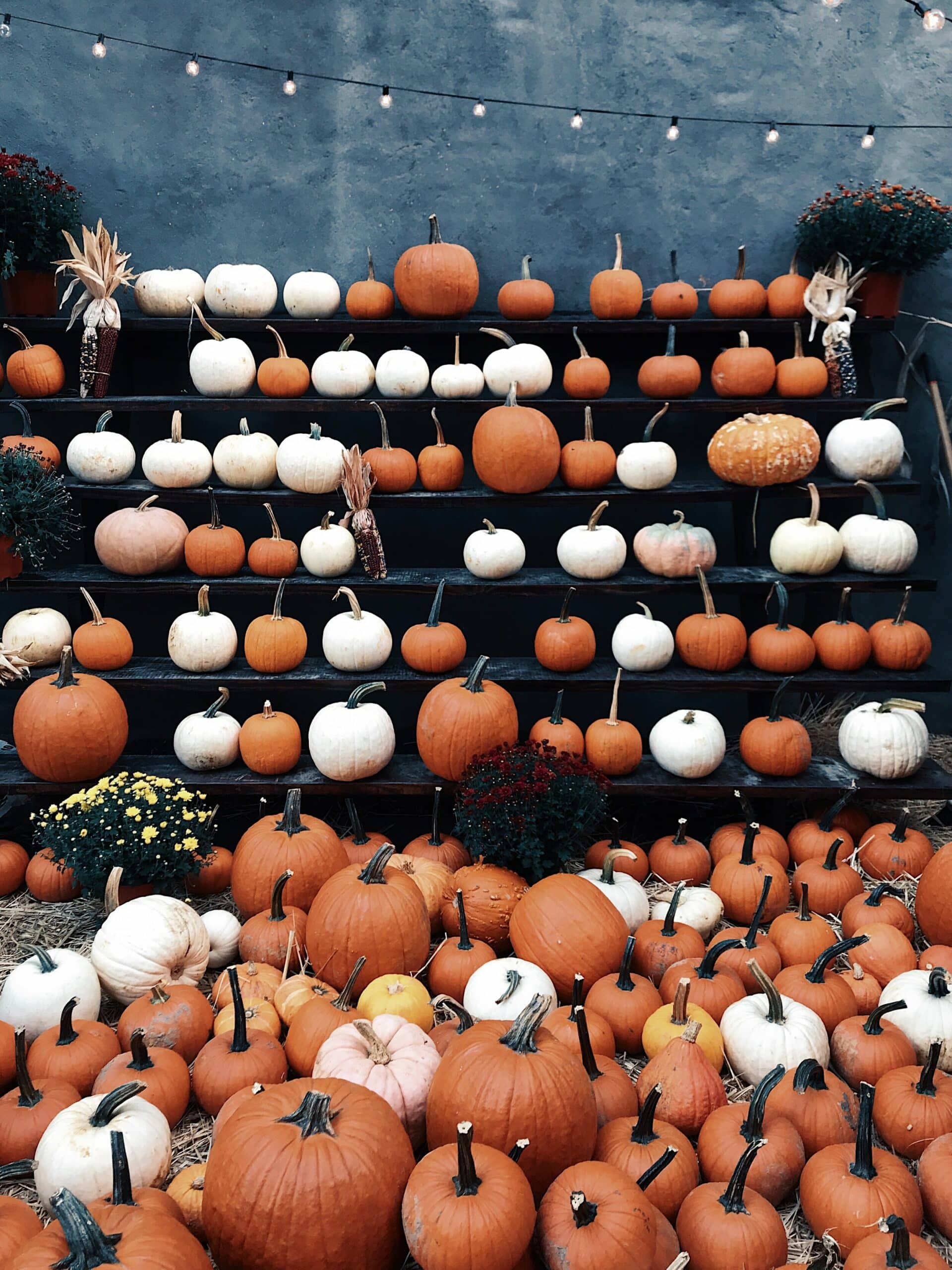Stand of pumpkins of various sizes and colors
